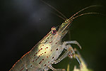 amanogarnele