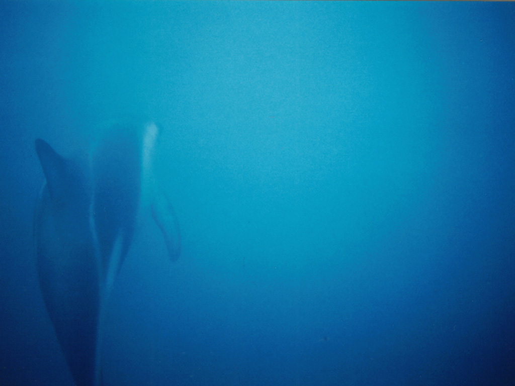 Delfin, Kaikoura, New Zealand 1024 x768