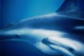 Delfin New Zealand

1024 x 768